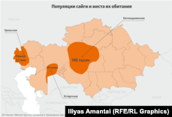 Популяция сайги и места их обитания в Казахстане. Иллюстративная инфографика