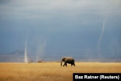 Кениянинг Амбосели миллий паркидаги фил. Баз Ратнер/Reuters фотосурати.