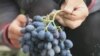 Uncorking Uzbekistan's Wine Business grab